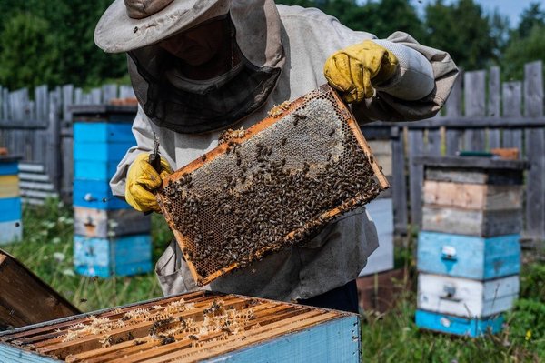 Quels sont les avantages de l'apiculture urbaine et comment démarrer un rucher sur un toit?