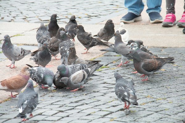Répulsif à pigeon pour lutter contre ces envahisseurs indésirables